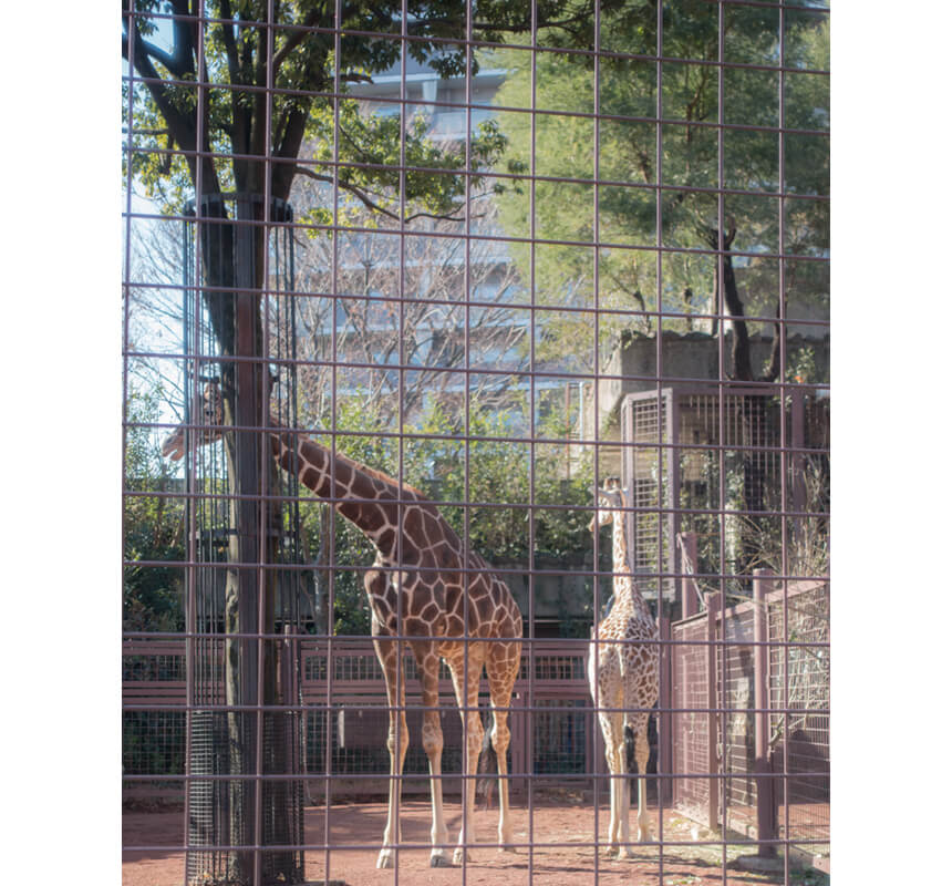 写真：上野動物園のキリン
