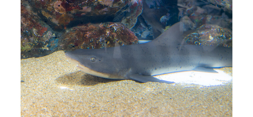 写真：足立区生物園 サメ