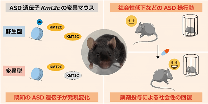画像：Kmt2c遺伝子欠損マウスが呈したASD様行動は、薬剤投与で改善