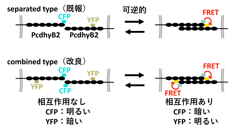 画像：PcdhのγB2アイソフォームにCFP（水色）およびYFP（黄色）の蛍光タンパク質を融合したFRETプローブ。